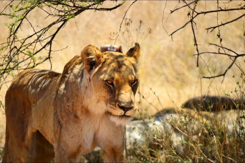 Bushtime Mabula Mabula Game Reserve Exterior foto